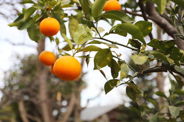 冬の木　橙（だいだい）