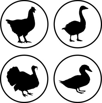 set poultry modern icon vector eps 10