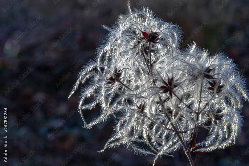 Canvas Prints clematis seeds