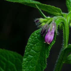 Flower and buds on Common Comfrey, Symphytum officinale, with bokeh background close-up, selective focus, shallow DOF