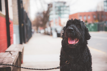 Dog on streets of Brooklyn