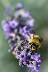 abeille sur lavande