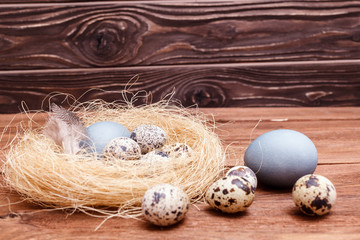Obraz premium Nest with Easter colored chicken eggs and quail eggs and feathers on wooden table. Catholic and orthodox easter holiday