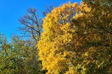 Fototapeta premium Colorful leaves of trees during the golden Polish autumn.