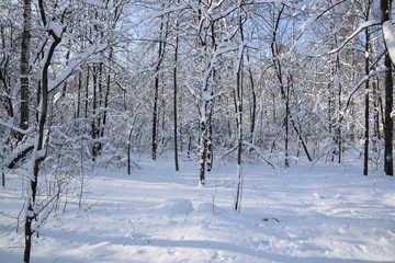 Beautiful snow park in Moscow