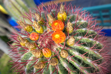 Close up of globe shaped prickly cactus with long thorns and flowers in orange. Detailed View of a...