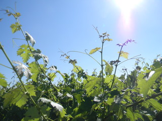 Vignes été