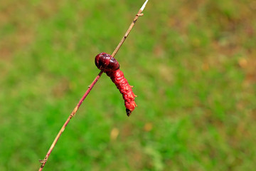 Insects in the field