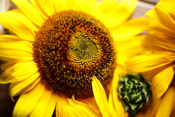 Obraz premium Yellow beautiful sunflower close-up