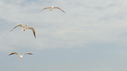 Sea birds fly in the sky