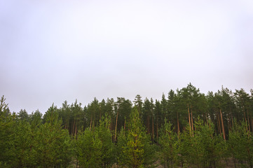 The tops of the trees in the pine forest.