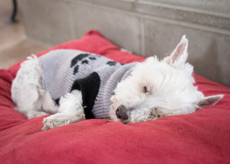 sleeping dog with cute sweater
