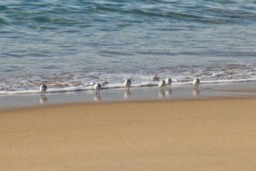 Sanderling birds looking for food on the shoreline