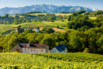 vineyard, Jurancon, France