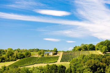 vineyard, Jurancon, France