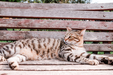 tabby cat lies on a bench