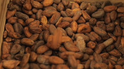 Beans for making chocolate at Christmas dessert fall from the palm in slow motion