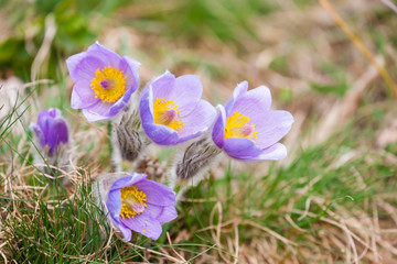 concave in NP Podyji, Czech Republic