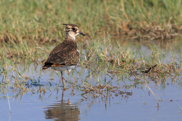 lapwing (vanellus vanellus)