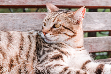 tabby cat lies on a bench