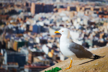 Seagull looks at the city from a high point of the castle