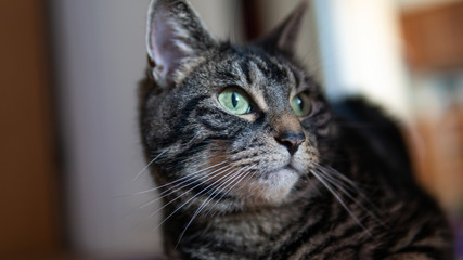 Naklejka na ściany i meble Close up of cute tabby cat in her relaxed environment 