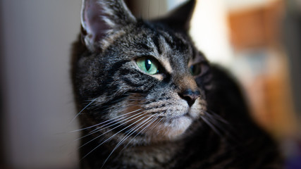 Close up of cute tabby cat in her relaxed environment 