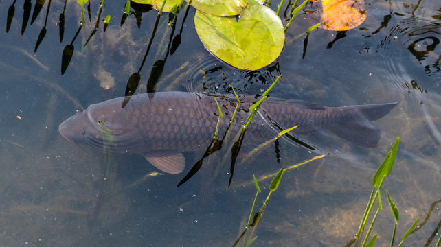 Schwimmender Schuppenkarpfen