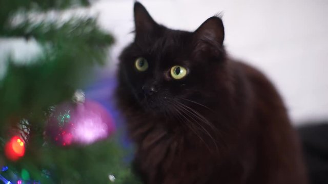 Animals. Pet. Cat eyes close-up. Black furry cat looking at the camera. Beautiful black cat sitting near the Christmas tree. The kitten sniffs the Christmas tree. Kitten on the background of Christmas