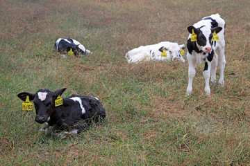 Dairy cattle in a farm