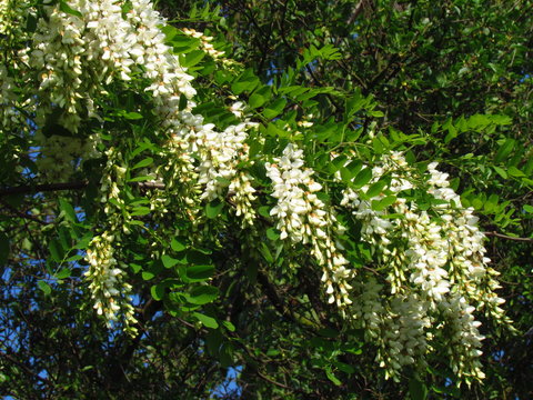 Robinia acacia, white racemose inflorescence, detail of tree branches, close-up