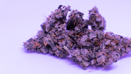 Fresh  recreational Marijuana harvest. Trichomes power and others elements THC CBD
