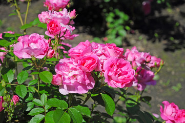 Bright blooming rose Bush