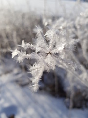 Eisblume im Winter 