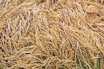 Rice panicle Close-up