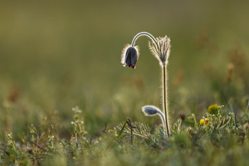 Pulsatilla flower Easter flower blooming, soft green grass background