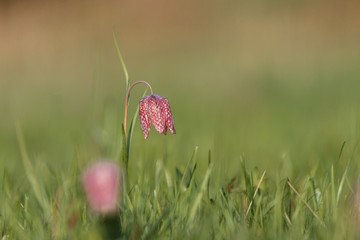The fritillary named Snake's Head with a purple chequered flower with green background.