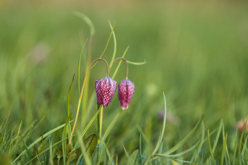 The fritillary named Snake's Head with a purple chequered flower with green background.