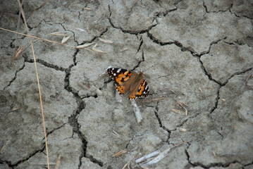 Butterfly on dried and cracked soil