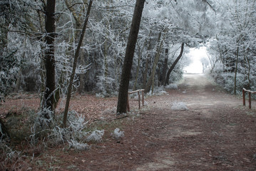 Footpath in the icy forest