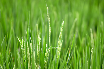 Obraz na płótnie Canvas rice sprouts close up