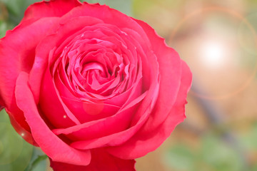 red rose with many petal layers in close up