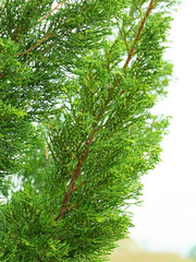 Close-up green leaves of Hollywood Juniper or Juniperus chinensis L. &lsquo;Kaizuka&rsquo;; one of beautiful pine for garden decoration.