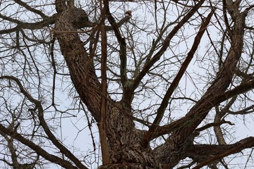 A view of the bare tree branches and the overcast skies.