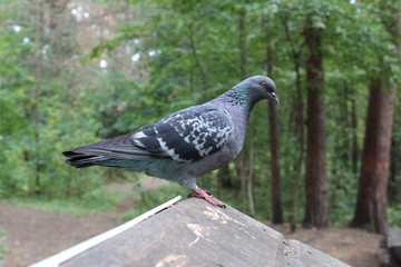 bird pigeon on the feeder