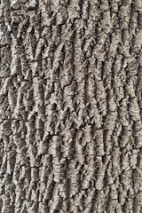 Close up view of the bark of an European ash tree. Close up view of the bark of an European ash tree. Tree bark texture. natural backgrounds, textures - bark of the European ash tree