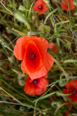 Blooming red poppy flowers on summer meadow.