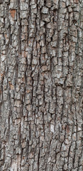 Tree bark texture. natural backgrounds, textures - bark of the European pear tree, panorama. Close-up view of the bark of a European pear tree, panorama