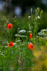 Blooming red poppy flowers on summer meadow.
