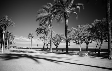 black and white infrared photography